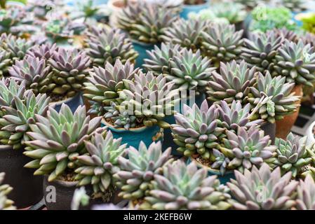 Viele getopfte Sukkulenten von Echeveria elegans, Echeveria Stockfoto