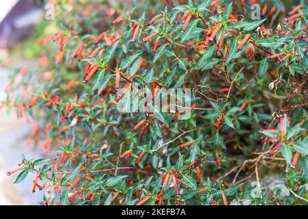 Cupsea ignea oder die Zigarrenpflanze, Zigarrenblume, Feuerwerkskörper, die in Da Lat in Vietnam wächst Stockfoto