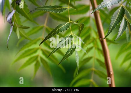 Ein Zweig des Neem-Baumes geht aus. Natürliche Medizin. Stockfoto