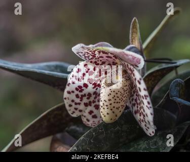 Nahaufnahme von Elfenbein weiß mit lila roten Flecken Blume der Dame Slipper Orchideenart paphiopedilum bellatulum auf natürlichem Hintergrund isoliert Stockfoto