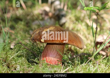 Im Wald wächst der essbare Pilz Neoboletus luridiformis (Neoboletus erythropus). Braune Kappe und rot gepunkteter gelber Stiel, wird bei Beschädigung blau. Stockfoto