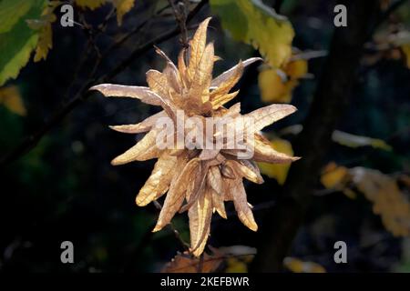 Herbstklima in den Bergen Stockfoto