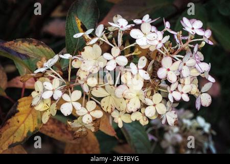 Herbstklima in den Bergen Stockfoto