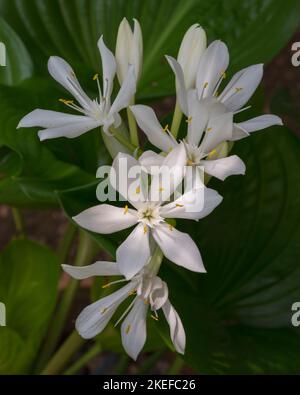 Nahaufnahme von frischen, strahlend weißen Blüten von Proiphys amboinensis aka Cardwell Lily oder nördlicher Weihnachtslilie, die im tropischen Garten blüht Stockfoto