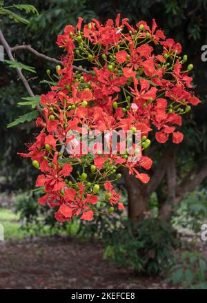 Nahaufnahme der bunten Ansammlung von orangeroten Blumen des tropischen delonix regia aka Flammenbaum, königlicher poinciana oder extravagant blühenden im Frühling Stockfoto