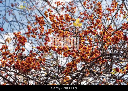 Herbstbüsche, Früchte der Karpaten Stockfoto