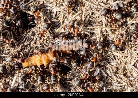 Ameisen ernähren sich von einer Mahlzeit Stockfoto