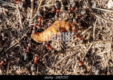 Ameisen ernähren sich von einer Mahlzeit Stockfoto