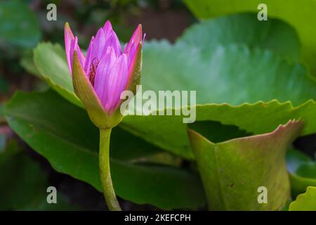 Nahaufnahme der leuchtend lila rosa tropischen Seerosenblüte, die sich im Morgenlicht auf natürlichem Hintergrund öffnet Stockfoto