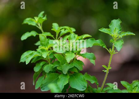 Heiliger Basilius (Tulsi) blüht im Garten auf einem natürlichen Hintergrund. Tulsi wird in der ayurvedischen Medizin verwendet. Stockfoto