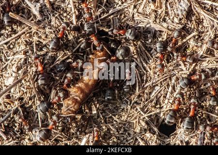 Ameisen ernähren sich von einer Mahlzeit Stockfoto