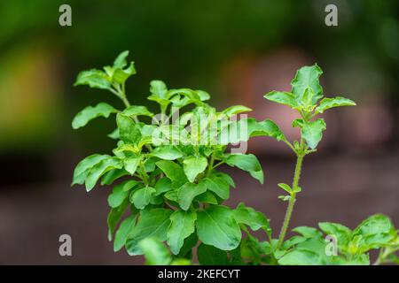 Heiliger Basilius (Tulsi) blüht im Garten auf einem natürlichen Hintergrund. Tulsi wird in der ayurvedischen Medizin verwendet. Stockfoto