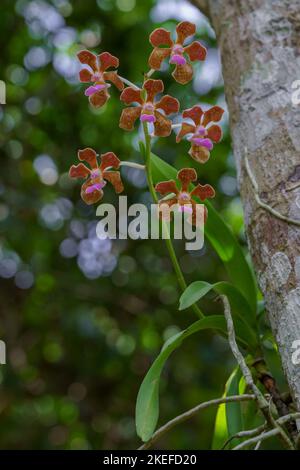 Bunte tropische epiphytische Orchideenart vanda bensonii mit orange-braunen und lila rosa Blüten, die im Frühling im Freien auf dem Baum blühen Stockfoto