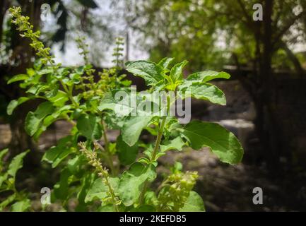 Heiliger Basilius (Tulsi) blüht im Garten auf einem natürlichen Hintergrund. Tulsi wird in der ayurvedischen Medizin verwendet. Stockfoto