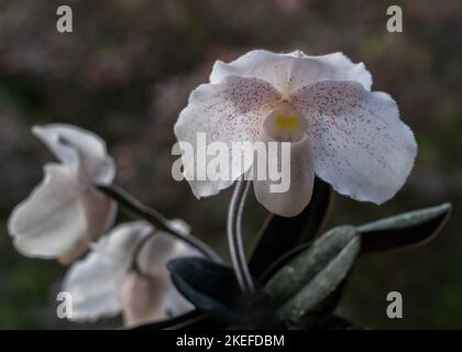 Nahaufnahme der tropischen Dame Slipper Orchideenart paphiopedilum niveum blüht im Freien mit hinterleuchteten weißen Blüten isoliert auf natürlichem Hintergrund Stockfoto