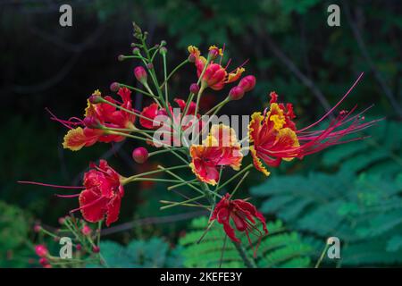 Nahaufnahme von bunten roten orange und gelben Blüten von caesalpinia pulcherrima tropischem Strauch aka poinciana oder Pfauenblüte auf natürlichem Hintergrund Stockfoto