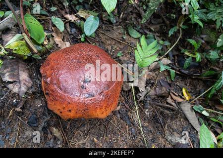 Die Knospen von Rafflesia steigen aus dem Boden oder direkt aus den unteren Stielen ihrer Wirtspflanzen. Es hat die größten Blumen der Welt. Stockfoto