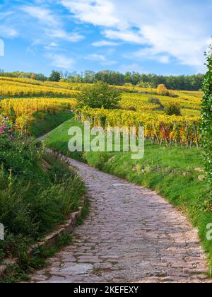 Weinberge entlang der berühmten Weinstraße im Elsass, Frankreich Stockfoto