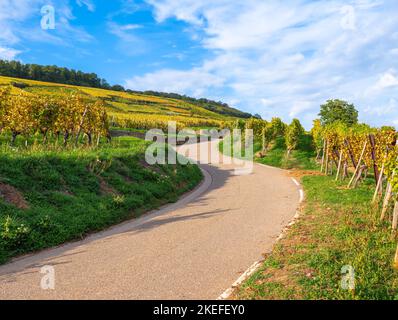 Weinberge entlang der berühmten Weinstraße im Elsass, Frankreich Stockfoto