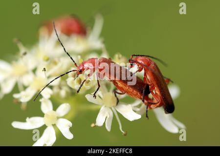 Eine Nahaufnahme von Rhagonycha fulva, den roten Käfern, die sich auf den Blumen paaren. Stockfoto