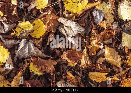 Herbstklima in den Bergen Stockfoto