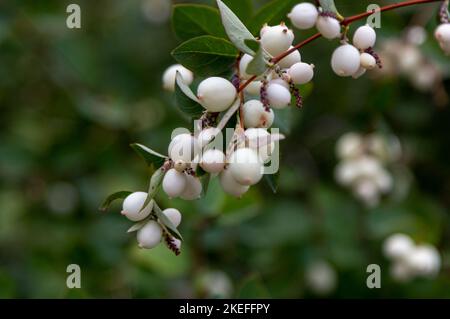 Nahaufnahme Symphoricarpos, allgemein bekannt als die Schneebeere oder Geisterbeere weißen Beeren auf den Buschzweigen Stockfoto