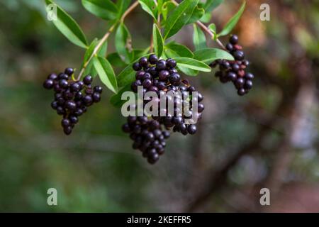Nahaufnahme der schwarzen Beeren auf den Brunches eines Busches wilder Ente (Ligustrum vulgare), der im Garten wächst Stockfoto