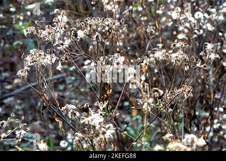 Herbstklima in den Bergen Stockfoto