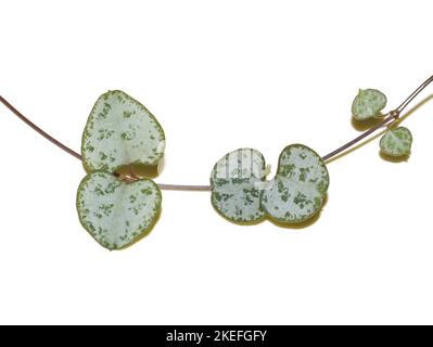 Das herzförmige Blatt einer ceropegia-Holzpflanze auf weißem Grund Stockfoto