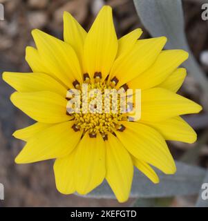 Nahaufnahme der gelben Gazania Rigens African Daisy Flower Stockfoto