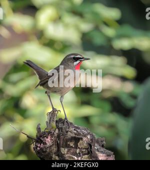 Siberian Rubythroat ist ein bodenliebender singvögel Asiens. Sie brüten hauptsächlich in Sibirien, während sie in Süd- und Südostasien überwintern. Stockfoto