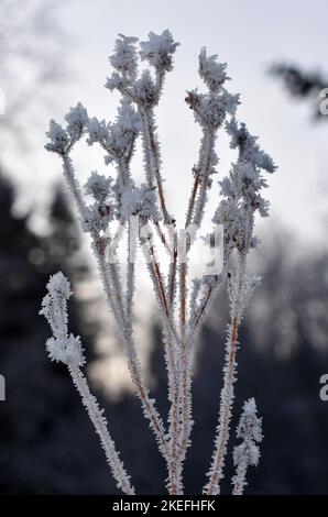 Verblasste Pflanze mit Eiskristallen bedeckt Stockfoto