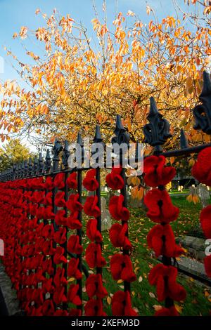 Marlow, Buckinghamshire, Großbritannien. 12.. November 2022. Die Marlow Poppy Display-Gruppe von lokalen Damen hat über 5.000 gestrickte und gehäkelte Mohnblumen gemacht, die jetzt am Geländer der All Saints Church und am Geländer des Higginson Park am Causeway in Marlow, Buckinghamshire, zu sehen sind. Seit 2020 hat die Gruppe fast achttausend Pfund für die Marlow British Legion Poppy Appeal gesammelt. Am morgigen Morgen wird in der Stadt ein Gedenkgottesdienst stattfinden, um den Gedenktag und all die Kriegstoten zu feiern, die für unsere Freiheit gekämpft haben. Quelle: Maureen McLean/Alamy Live News Stockfoto