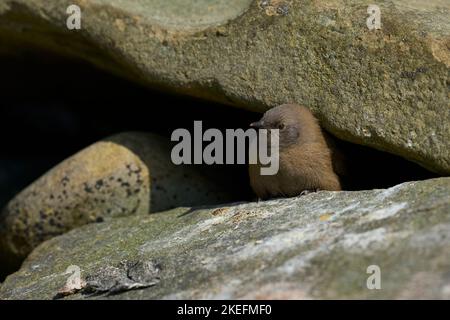 Der junge Cobb's Wren (Troglodytes cobbi) blickt von einem Felsen an der Küste der Sea Lion Island in den Falklandinseln aus Stockfoto