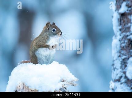 Amerikanisches Rothörnchen (Sciurus vulgaris) sitzt im Schnee auf einem Stumpf Stockfoto