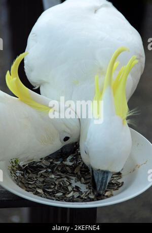 Kakadus mit Schwefelkakassen füttern sich aus einer Schüssel. Australische Vögel mit weißem Gefieder und gelbem Kamm. Kakadu mit Schwefel (Cacatua galerita). Stockfoto