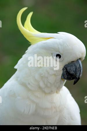 Kakadus mit Schwefelhauben und Nahaufnahme des Kopfes. Australische Vögel mit weißem Gefieder und gelbem Kamm. Kakadu mit Schwefel (Cacatua galerita). Stockfoto