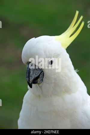 Kakadus mit Schwefelhauben und Nahaufnahme des Kopfes. Australische Vögel mit weißem Gefieder und gelbem Kamm. Kakadu mit Schwefel (Cacatua galerita). Stockfoto