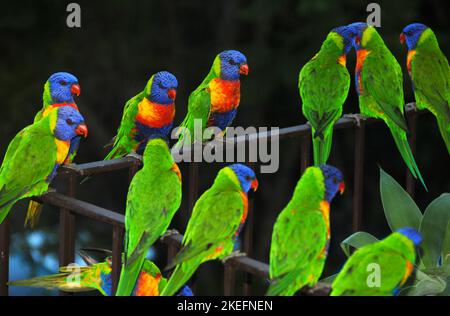 Regenbogenlorikeets, die auf einem Geländer stehen. Australische Vögel mit buntem Gefieder. Regenbogenlorikeet (trichoglossus moluccanus) in Sydney, Australien. Stockfoto