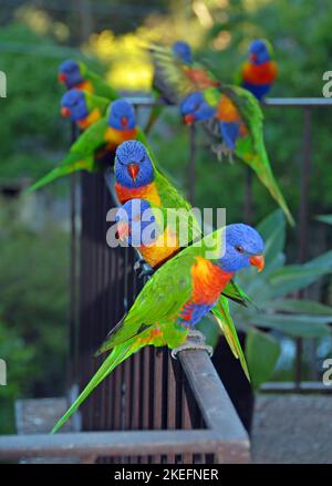 Regenbogenlorikeets, die auf einem Geländer stehen. Australische Vögel mit buntem Gefieder. Regenbogenlorikeet (trichoglossus moluccanus) in Sydney, Australien. Stockfoto