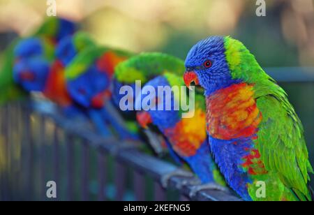 Regenbogenlorikeets, die auf einem Geländer stehen. Australische Vögel mit buntem Gefieder. Regenbogenlorikeet (trichoglossus moluccanus) in Sydney, Australien. Stockfoto