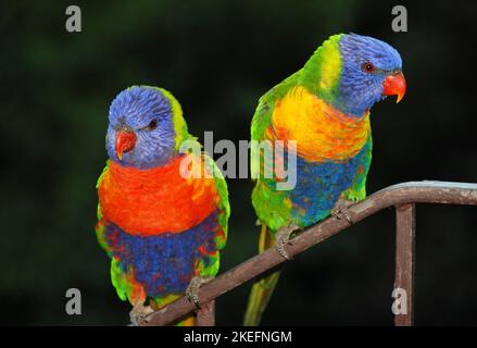 Regenbogenlorikeets, die auf einem Geländer stehen. Australische Vögel mit buntem Gefieder. Regenbogenlorikeet (trichoglossus moluccanus) in Sydney, Australien. Stockfoto