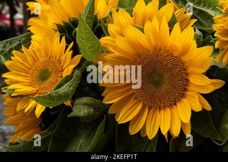 Nahaufnahme von gelben Blüten von Sonnenblumenpflanzen, Helianthus annuus Stockfoto