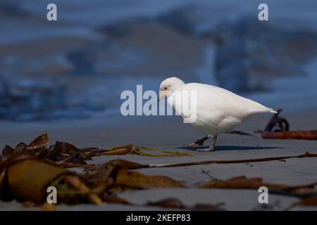 Der blassgesichtige Sheathbill (Chionis albus) an der Küste der Sea Lion Island auf den Falklandinseln. Stockfoto