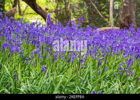 Dichter Teppich aus Bluebell-Blumen im Wald: Waldboden mit einer Masse von Bluebells (Hyacinthoides non-scripta), die das Frühlingslicht nutzen. Stockfoto