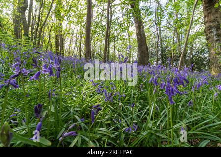 Teppich aus Bluebell-Blumen und Waldland Blick: Waldboden mit einer Masse von Bluebells (Hyacinthoides non-scripta) unter Verwendung des Frühlings Licht Stockfoto