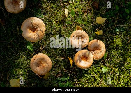 Safranmilchkappe, auch bekannt als Rotkiefernpilz (Lactarius deliciosus), wächst in Nordostengland wild Stockfoto