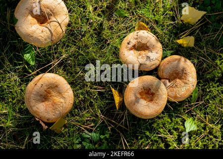 Safranmilchkappe, auch bekannt als Rotkiefernpilz (Lactarius deliciosus), wächst in Nordostengland wild Stockfoto