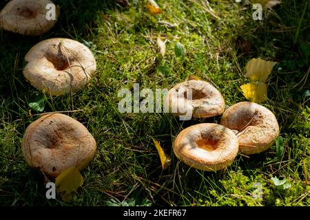 Safranmilchkappe, auch bekannt als Rotkiefernpilz (Lactarius deliciosus), wächst in Nordostengland wild Stockfoto