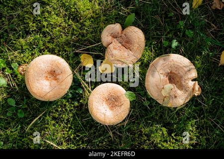 Safranmilchkappe, auch bekannt als Rotkiefernpilz (Lactarius deliciosus), wächst in Nordostengland wild Stockfoto